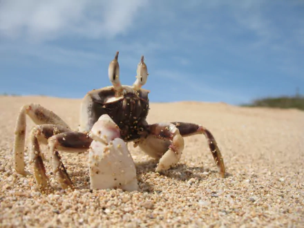Animal crab HD Desktop Wallpaper | Background Image
