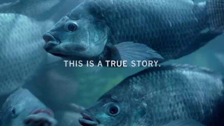 fish movie Fargo HD Desktop Wallpaper | Background Image