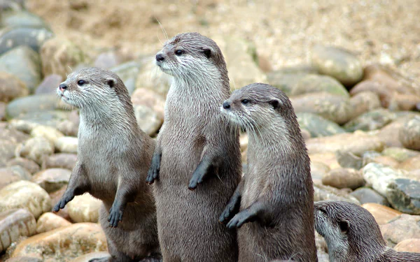  Small-clawed Otter
