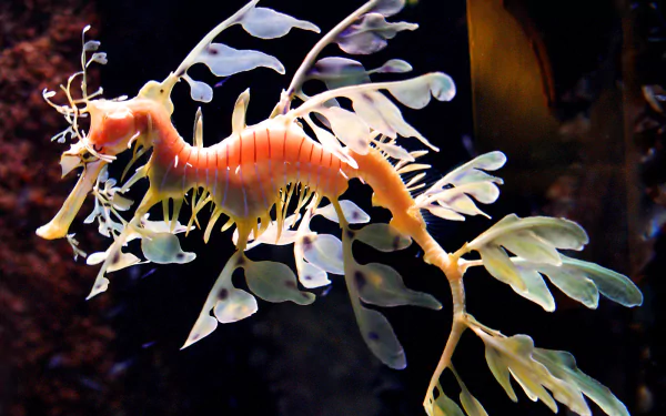 seahorse Animal leafy seadragon HD Desktop Wallpaper | Background Image