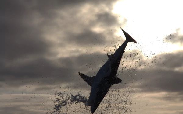 Animal shark HD Desktop Wallpaper | Background Image