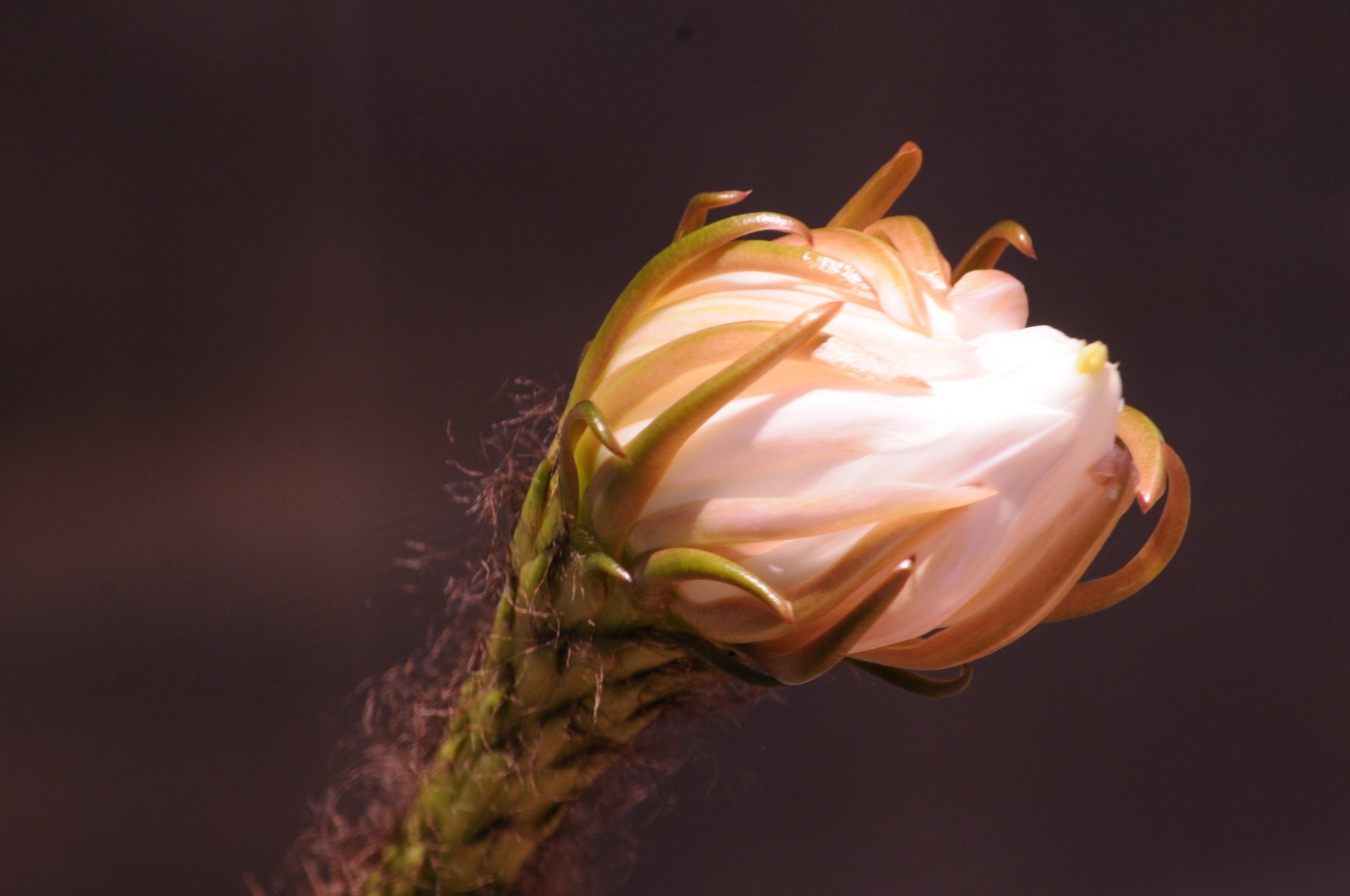 Download Nature Flower 4k Ultra HD Wallpaper