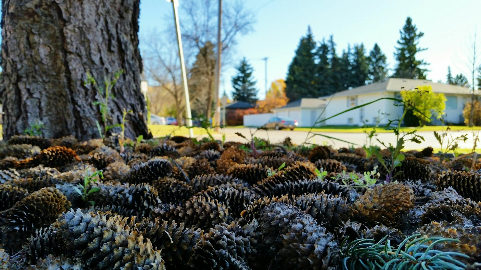 Close-up photography of pine cones scattered on the ground near a tree trunk, with trees and buildings in the background, captured in 4K Ultra HD quality.