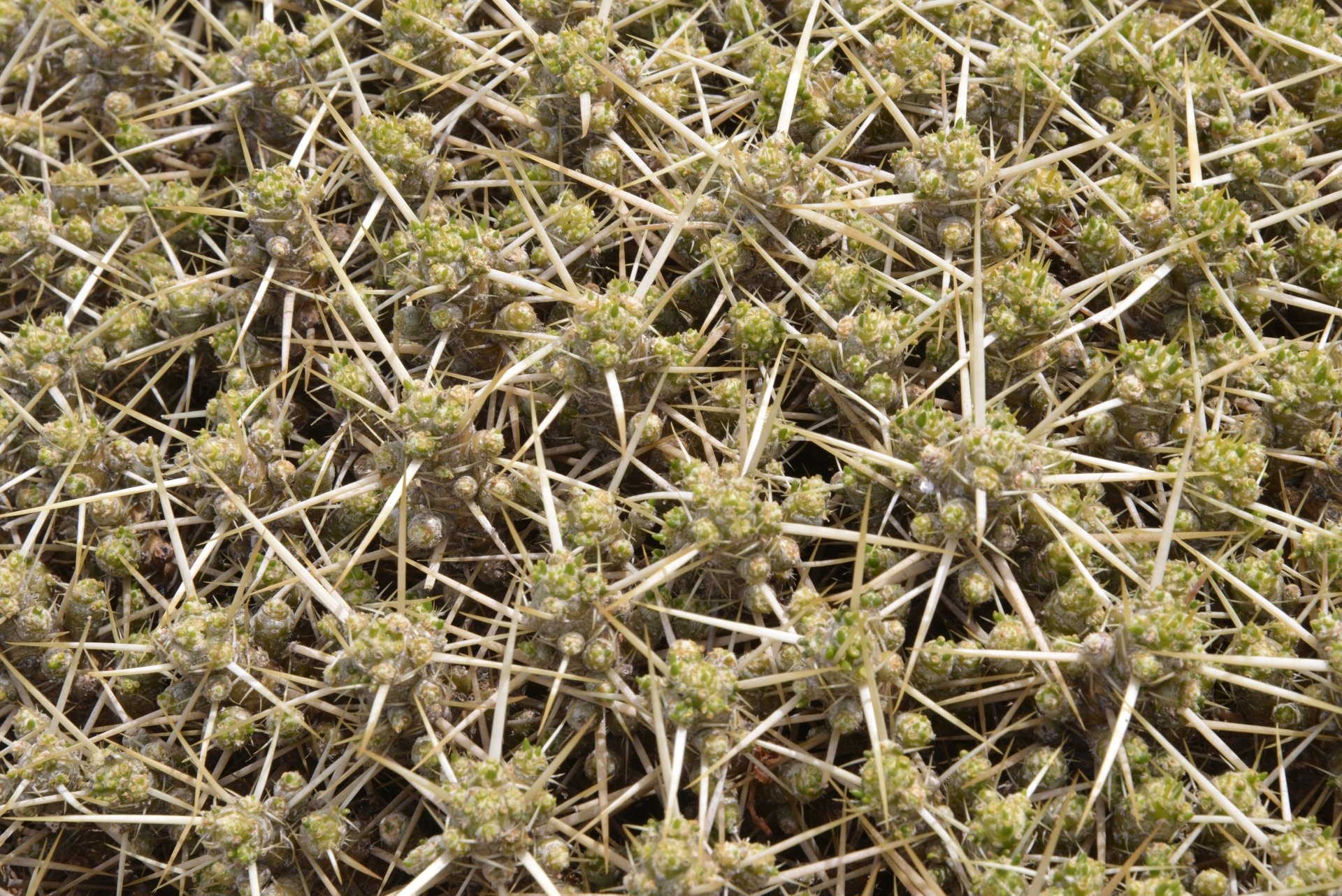 Download Nature Cactus 4k Ultra HD Wallpaper