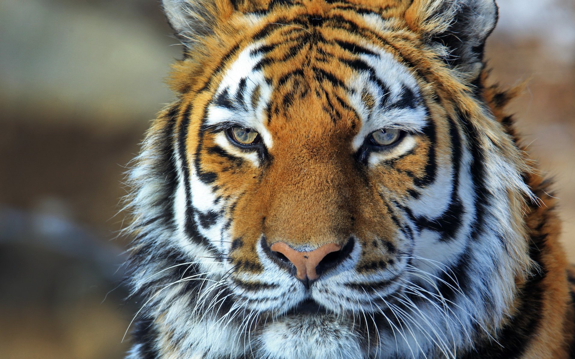 Download Animal Tiger HD Wallpaper