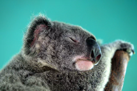  The koala is an arboreal herbivorous marsupial native to Australia.