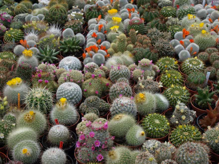 nature cactus HD Desktop Wallpaper | Background Image