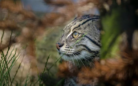 wildcat Animal Fishing Cat HD Desktop Wallpaper | Background Image
