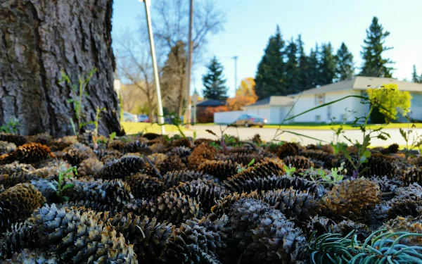 Close-up photography of pine cones scattered on the ground near a tree trunk, with trees and buildings in the background, captured in 4K Ultra HD quality.