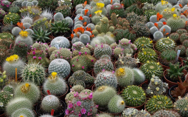 nature cactus HD Desktop Wallpaper | Background Image