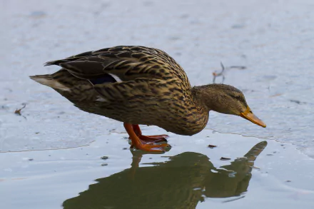 Animal mallard HD Desktop Wallpaper | Background Image
