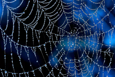 A close-up of a spider web adorned with dew drops against a dark, blurred background. This striking image captures the delicate beauty of nature in stunning 4K Ultra HD.
