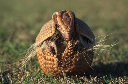 Animal: armadillo curled into a ball on grass, clutching dry strands — 2K Quad HD PC desktop wallpaper and background