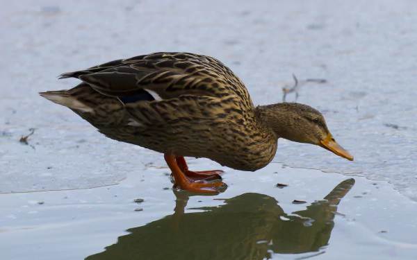 Animal mallard HD Desktop Wallpaper | Background Image