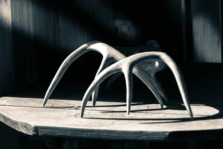 photography antler HD Desktop Wallpaper | Background Image