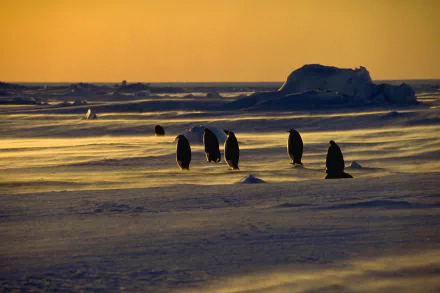 HD PC desktop wallpaper: penguins on an icy plain at golden sunset, animal silhouettes against a warm sky and distant ice formations.