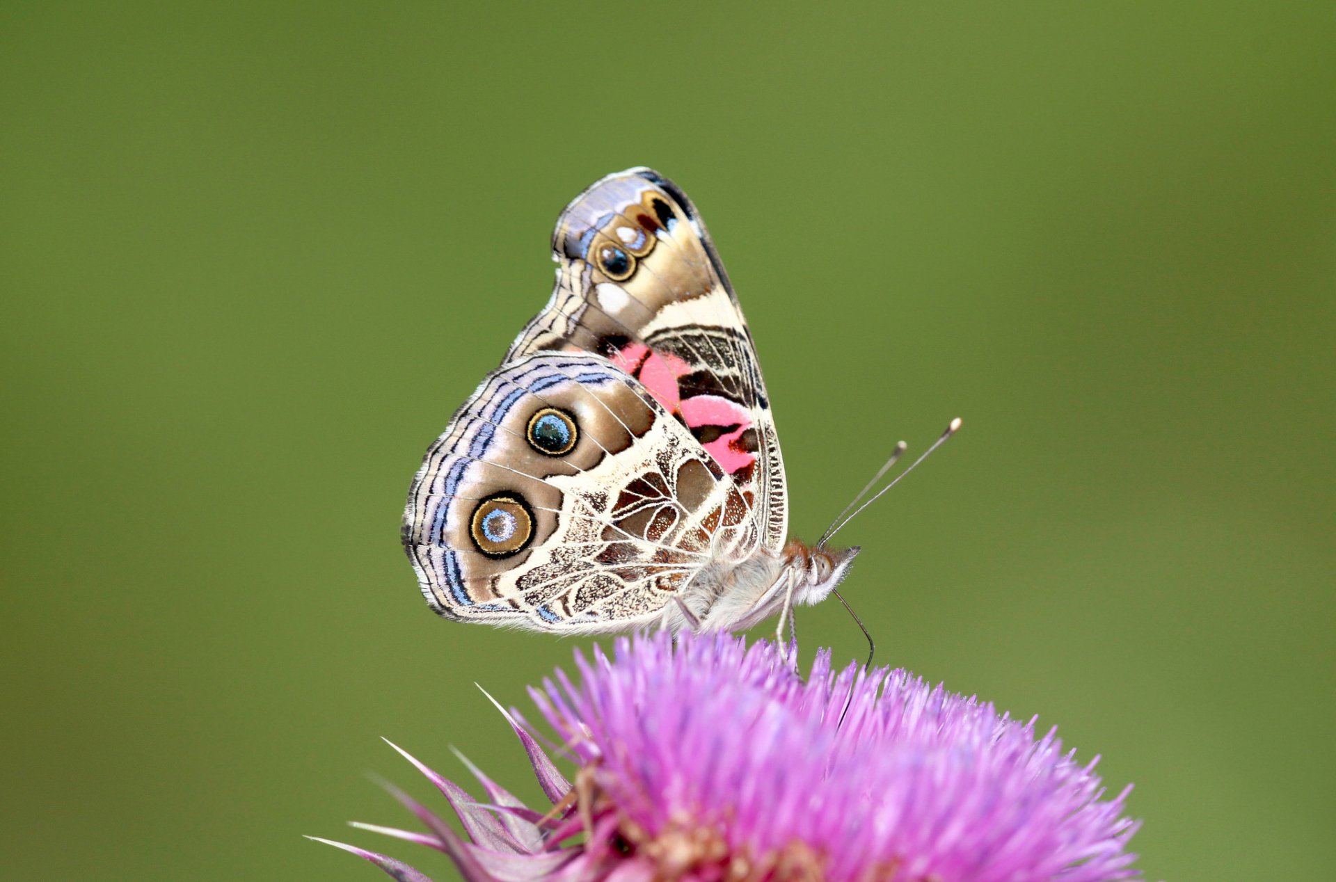 A vibrant close-up of a butterfly perched on a purple flower, showcasing intricate details and colors, making it a striking HD desktop wallpaper background.