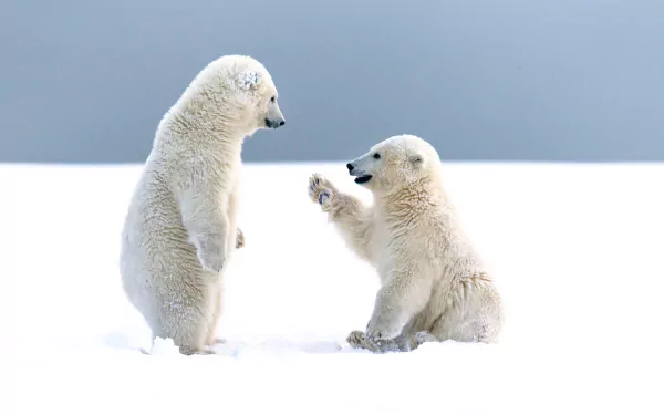 Two adorable polar bear cubs play in the snow, captured in a high-definition wallpaper. One cub stands while the other sits, reaching out playfully with its paw.