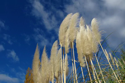 pampas grass Cortaderia Selloana nature grass HD Desktop Wallpaper | Background Image
