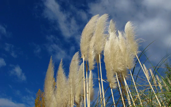 pampas grass Cortaderia Selloana nature grass HD Desktop Wallpaper | Background Image