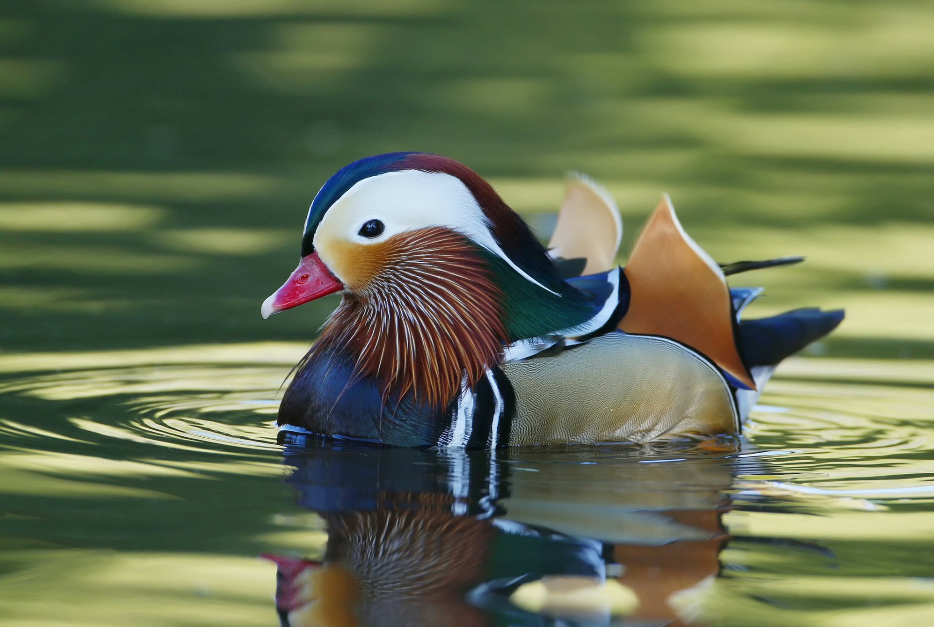 Canard Mandarin Fond d’écran HD | Arrière-Plan | 2048x1375 | ID:665171
