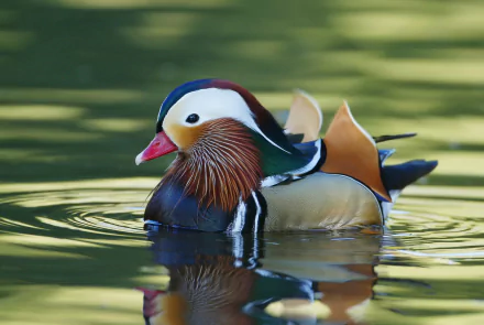 bird duck Animal mandarin duck HD Desktop Wallpaper | Background Image