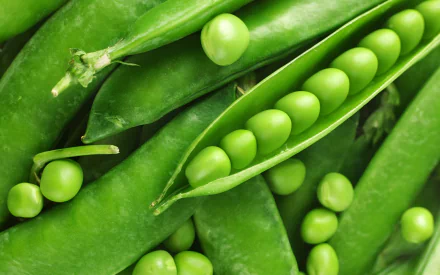 Close-up HD desktop wallpaper of fresh green pea pods with peas inside, showcasing vibrant textures and natural food freshness.