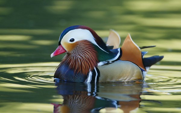 Animal Mandarin Duck Birds Ducks Duck Bird HD Wallpaper | Background Image
