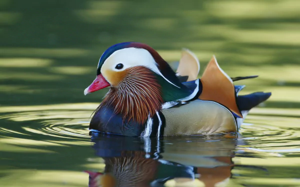 bird duck Animal mandarin duck HD Desktop Wallpaper | Background Image