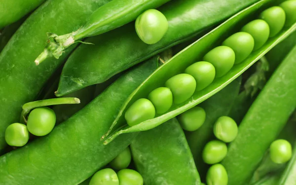 Close-up HD desktop wallpaper of fresh green pea pods with peas inside, showcasing vibrant textures and natural food freshness.
