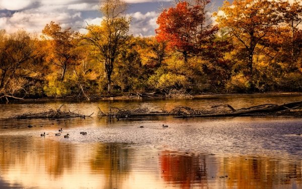 Nature Fall Duck Lake Pond Reflection Water Cloud Tree Leaf HD Wallpaper | Background Image