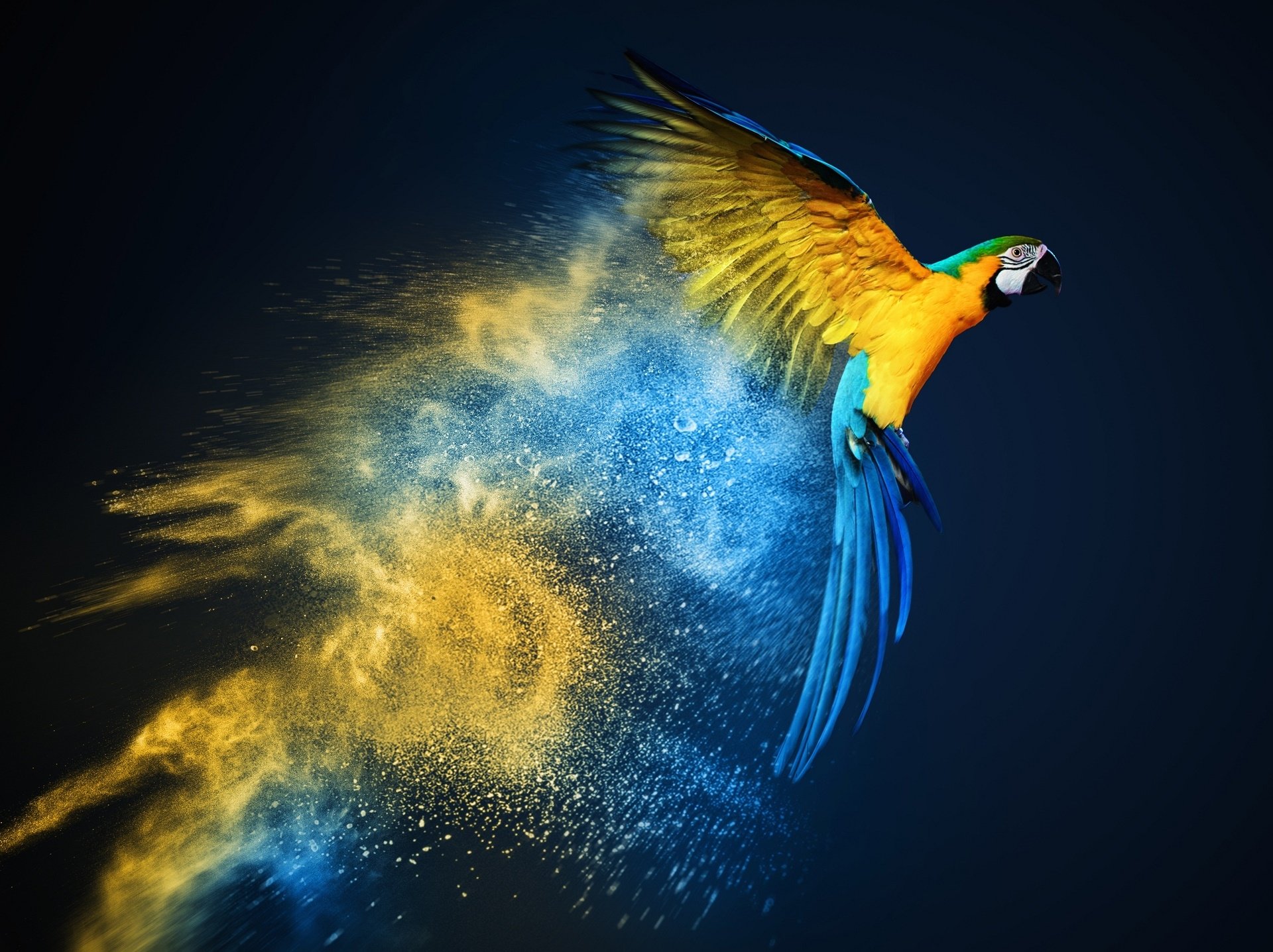 120 Blue And Yellow Macaw Hd Wallpapers And Backgrounds