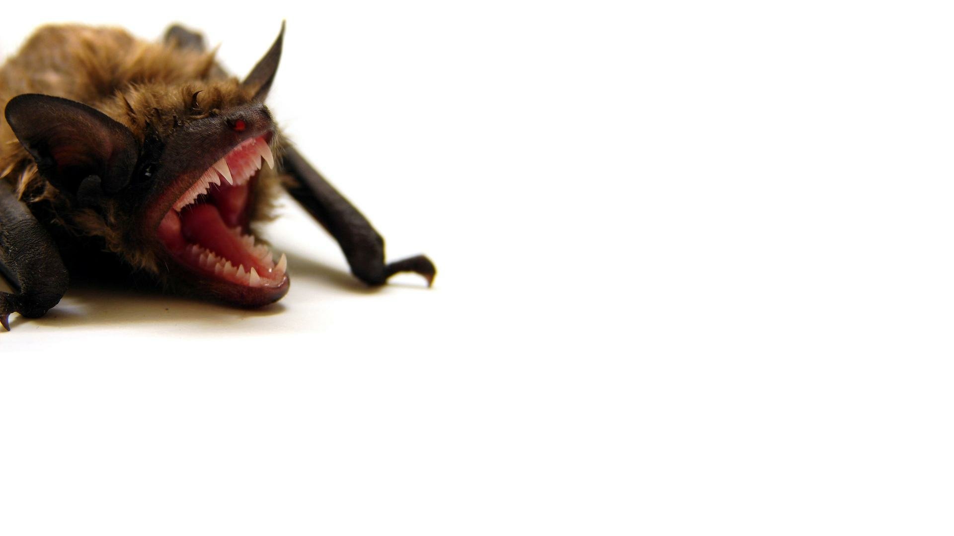 Download Animal Bat HD Wallpaper