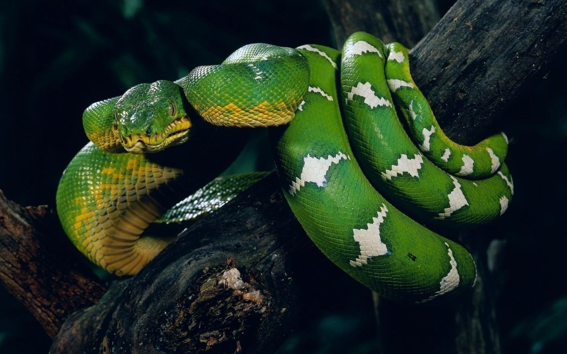 Download Animal Snake HD Wallpaper