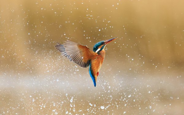 Animal Kingfisher Birds Kingfishers Bird Water Drop HD Wallpaper | Background Image