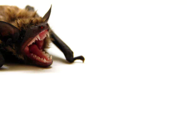 Animal bat HD Desktop Wallpaper | Background Image