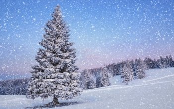 51 Pine Tree Hd Wallpapers Background Images Wallpaper Abyss