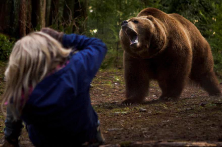 HD desktop wallpaper from the movie Into the Grizzly Maze, showing a person photographing a large grizzly bear in a dense forest.