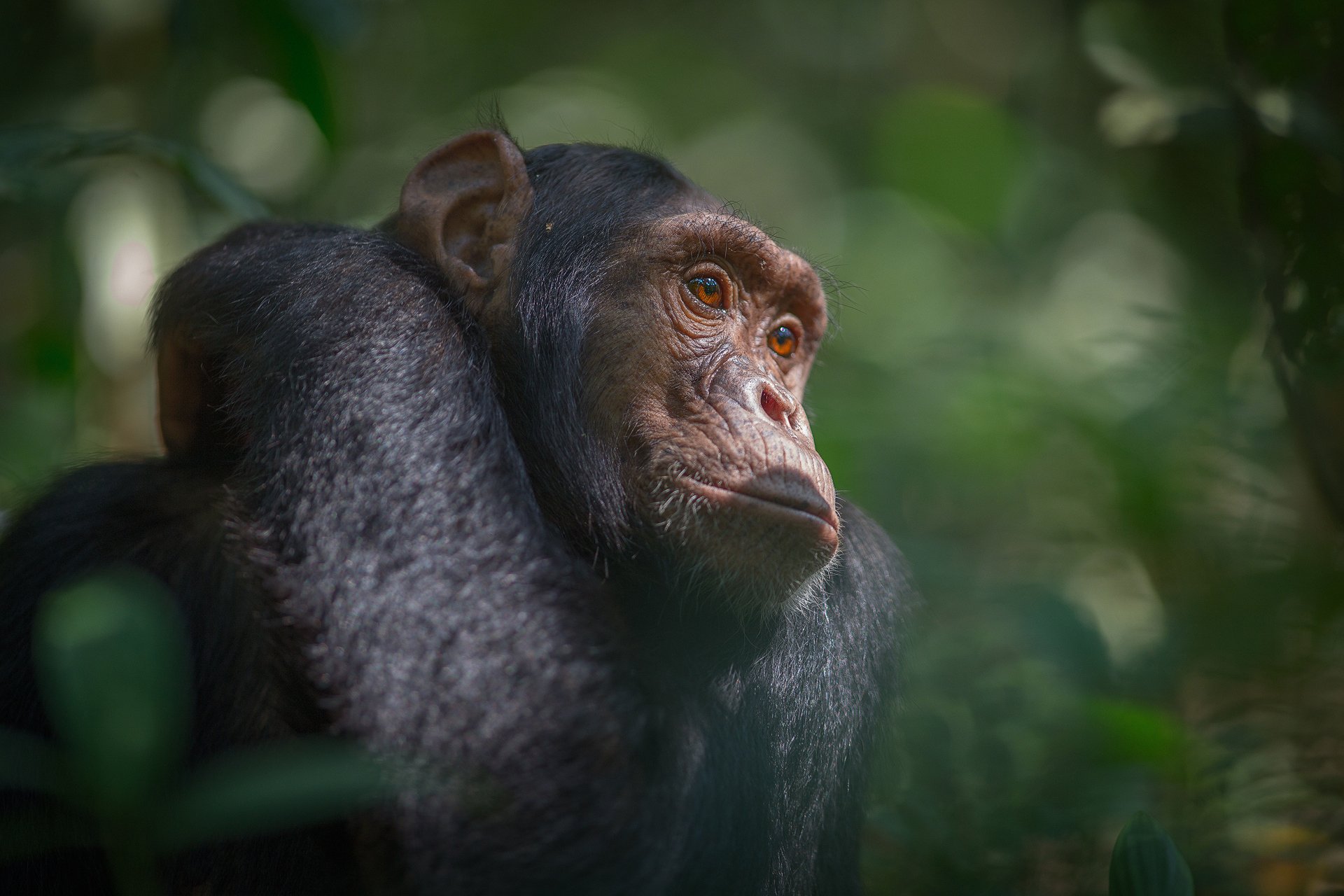 Animal Chimpanzee HD Wallpaper