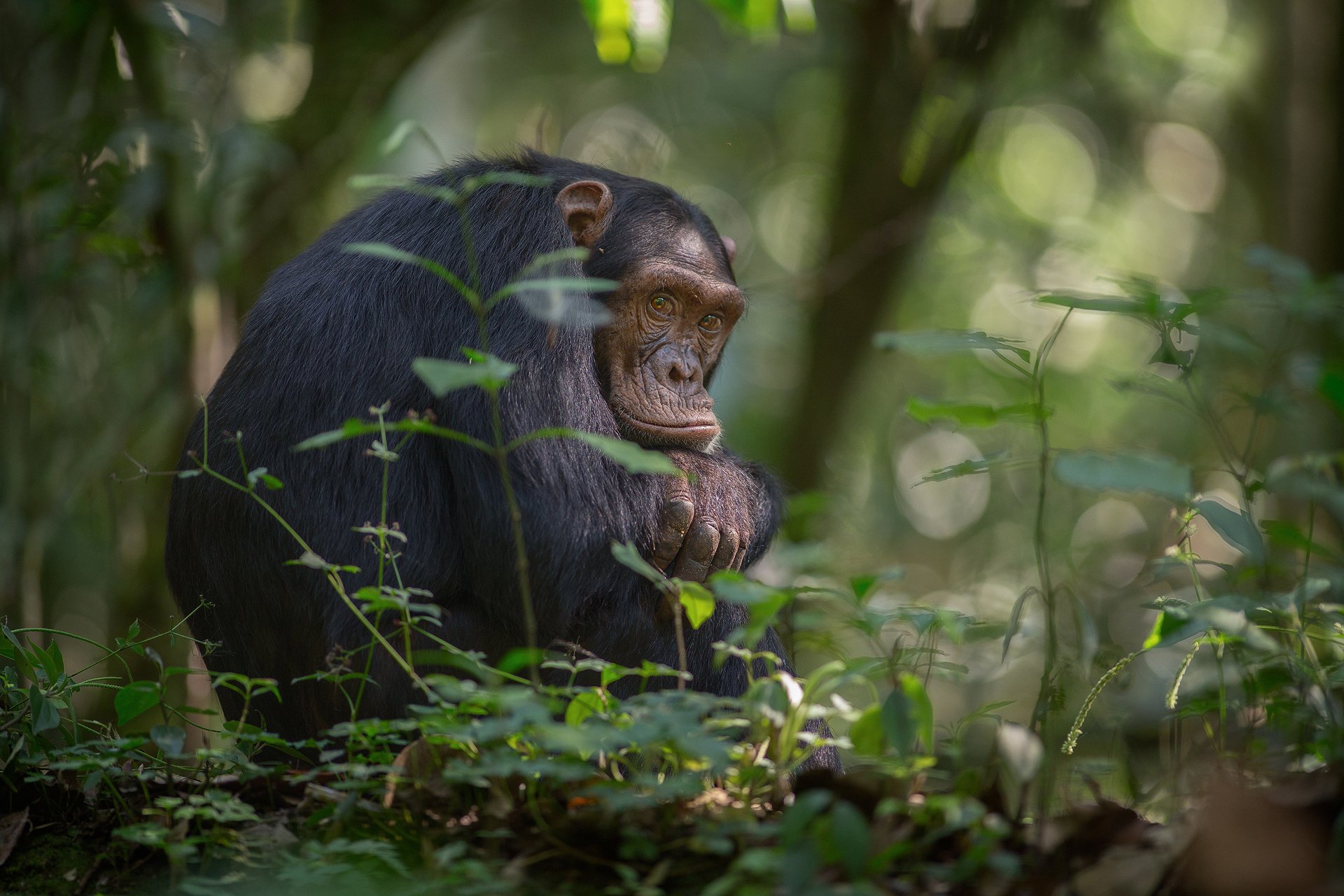 Pensive Chimpanzee — HD Jungle Wallpaper