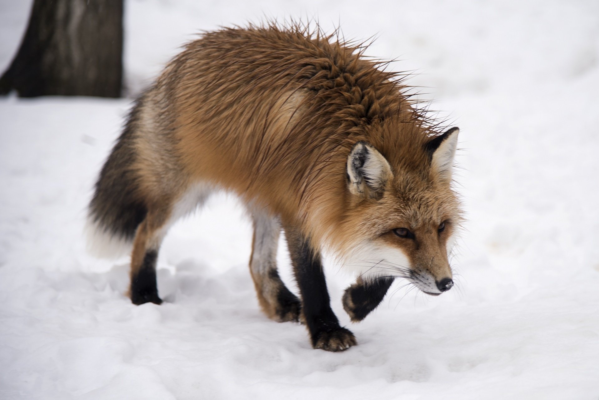 HD PC desktop wallpaper: an animal — a red fox trotting through fresh snow, its thick winter coat and bushy tail standing out against a pale snowy background.