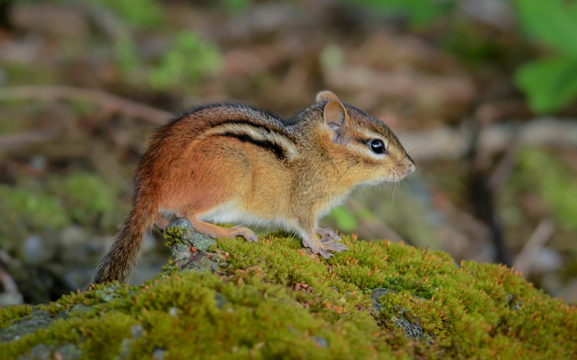 HD desktop wallpaper featuring a close-up of a chipmunk perched on moss-covered ground in a natural outdoor setting.