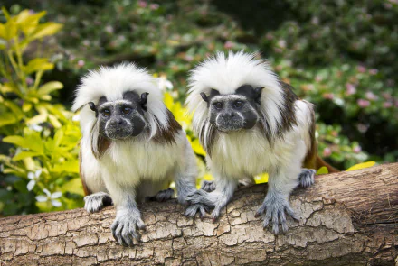 primate monkey Animal tamarin HD Desktop Wallpaper | Background Image