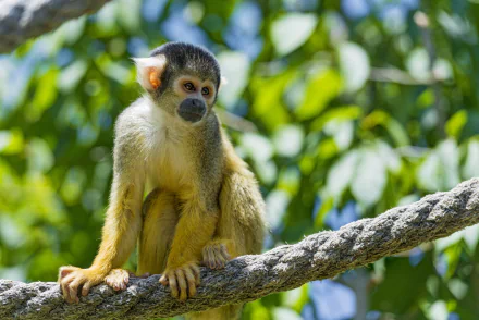 Animal squirrel monkey HD Desktop Wallpaper | Background Image
