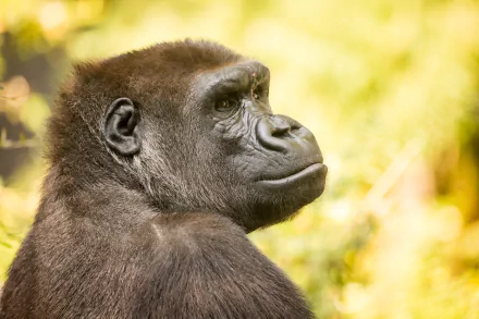 ape Animal gorilla HD Desktop Wallpaper | Background Image