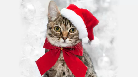 ribbon santa hat Animal cat HD Desktop Wallpaper | Background Image