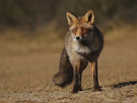 A striking image of a fox standing in a grassy field, captured in high definition. This wallpaper showcases the animal's intense gaze and detailed fur texture.