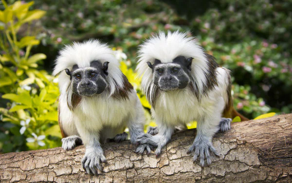 Two cotton-top tamarin monkeys perched on a tree branch with a blurred natural background, captured in high-definition for a vibrant PC desktop wallpaper.