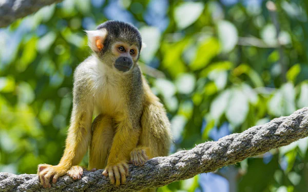 Animal squirrel monkey HD Desktop Wallpaper | Background Image