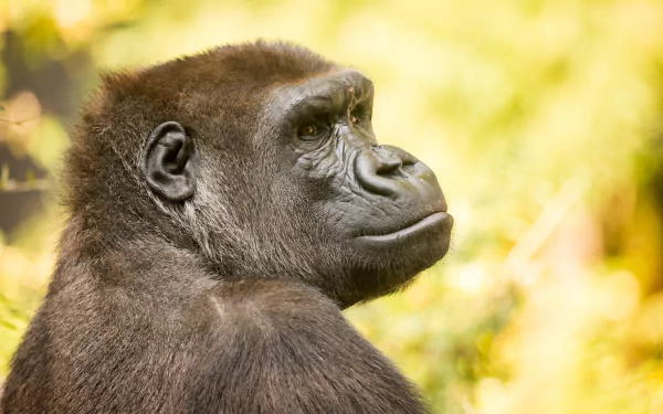ape Animal gorilla HD Desktop Wallpaper | Background Image